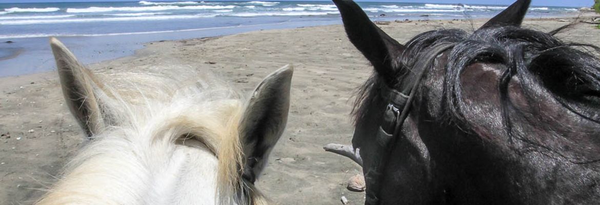 horses pelada beach1