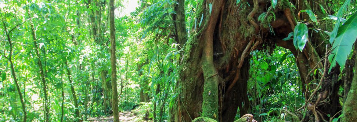 santa elena reserve trail weird tree 1