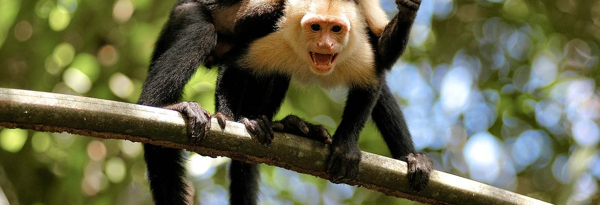 white face monkeys on branch tortuguero