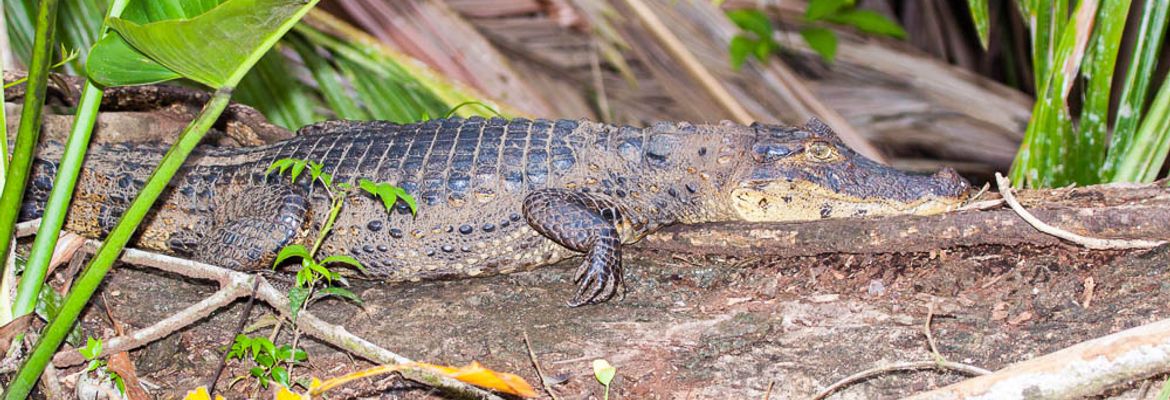 caiman on log tortuguero 1