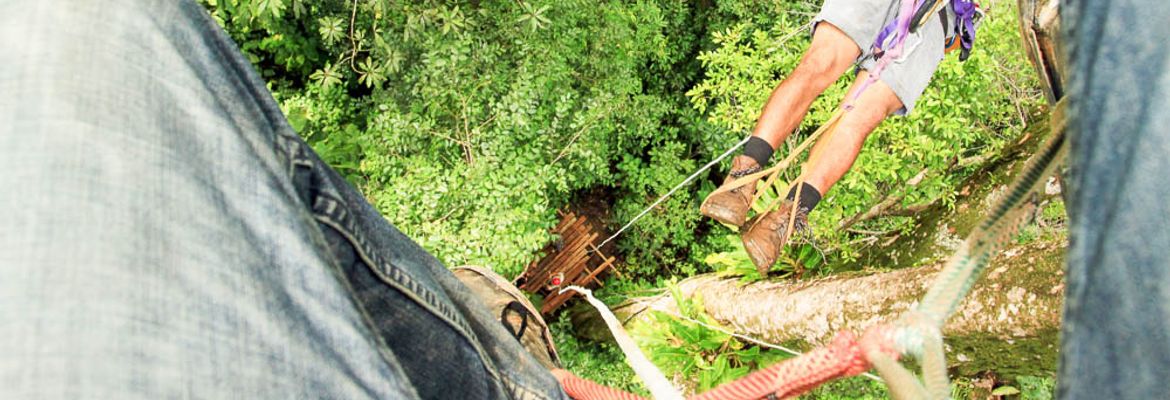 hacienda baru attraction tree climb 1