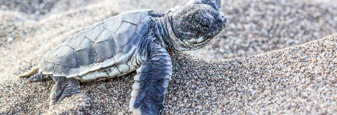 turtle season in tortuguero sand dune 5