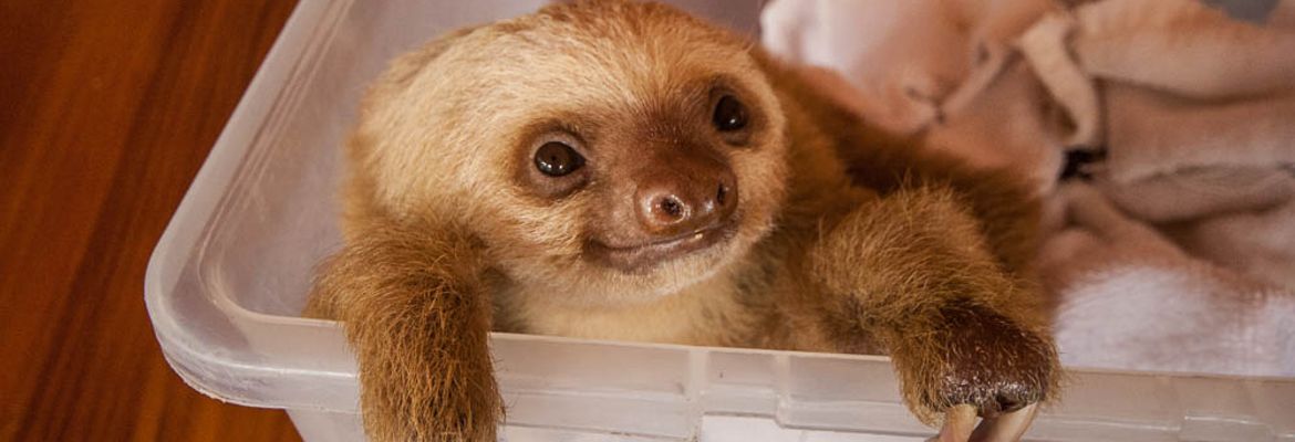 sloth sloth sanctuary limon