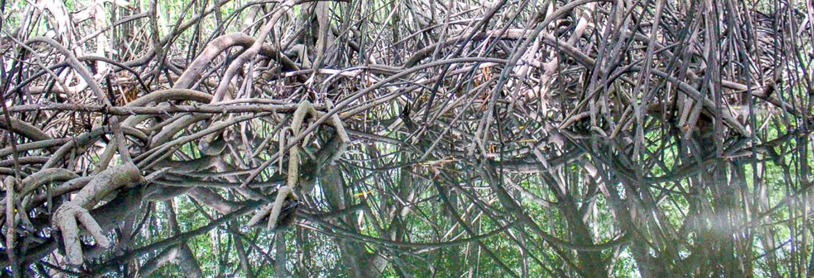 sierpe manglar forest 4