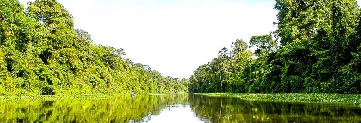 forest reflections on tortuguero canal