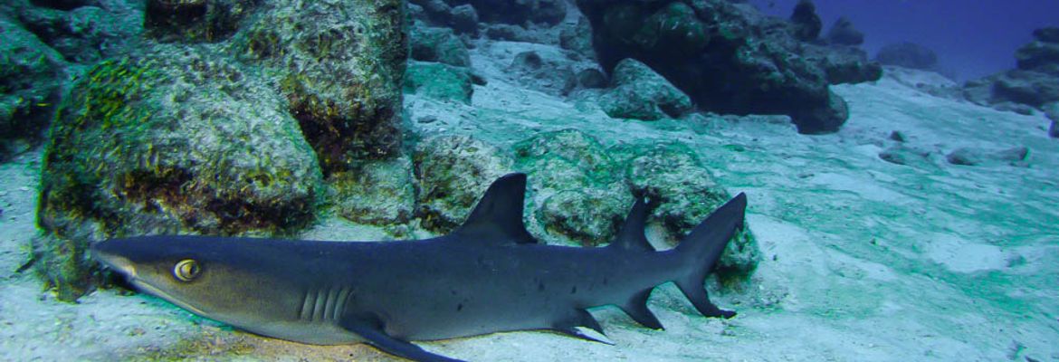cocos whitetipreefshark