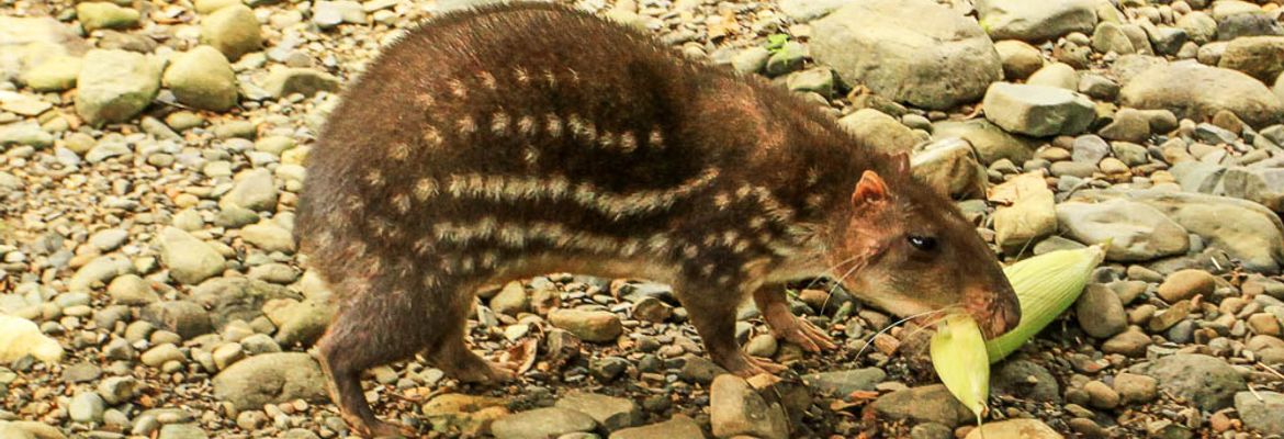 osa animal sanctuary tour page paca 8