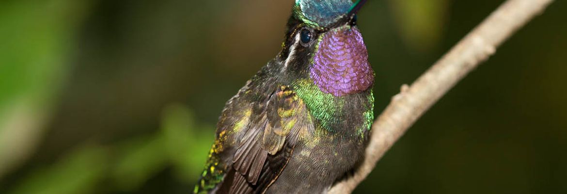 hummingbird monteverde