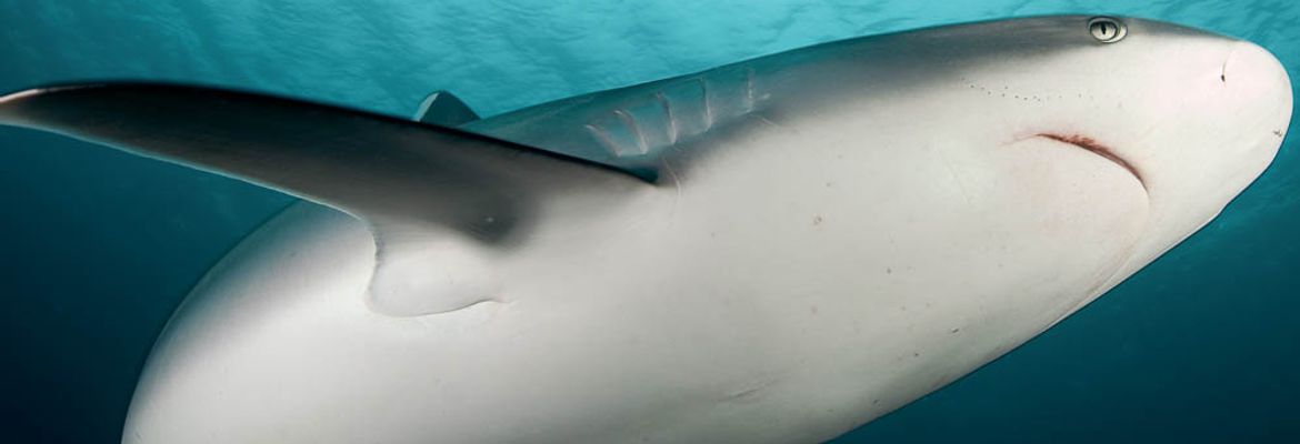 bull shark cocos island
