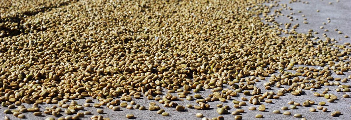 drying beans doka coffee estate