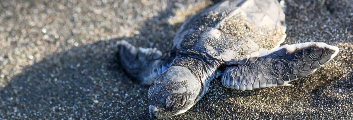 tortuguero destination baby turtle 1