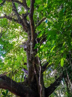 tree body cabo blanco reserve