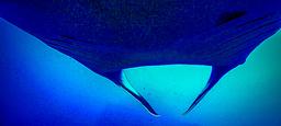 view from below a giant manta ray