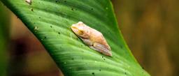 A tree frog falls asleep on a leaf at Turtle Beach Lodge on September 16, 2013.