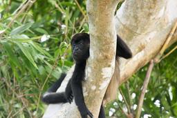 howler monkey stare 4