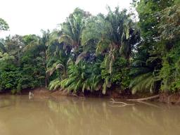 Raphia palms are one of the many trees seen along Frio River's banks on March 9, 2013.