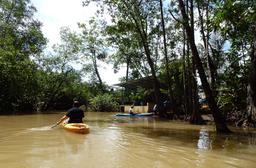 manglar isla mangrove kayak going back 7