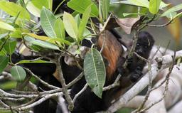 A baby howler monkey hangs off its mother's back  on March 9, 2013. Only the alpha male can mate with females of the troupe.