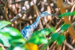 heron in the tamarindo estuary