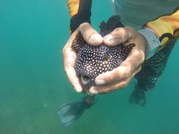 holding guineafowl puffer 5