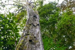tall tree at sirena ranger station