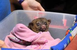 A baby kinkajou wakes up from a nap at the Jaguar Rescue Center on Oct. 9, 2013.