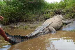 crocodile safari tour osama 4