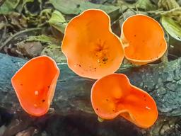 orange mushrooms cabo blanco reserve
