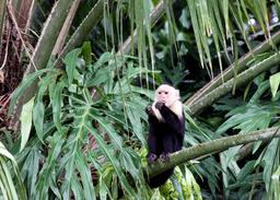A capuchin monkey peels and eats a fruit while staring out from a palm tree  on March 9, 2013.