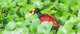 A northern jacana walks across the lily pads in Tortuguero National Park on September 19, 2013.