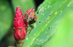 A land crab perches on top of a ginger plant on June 30, 2013.