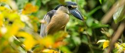A boat billed heron watches over its young (not pictured) at Turtle Beach Lodge on September 16, 2013.