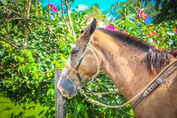horse close up rancho tropical matapalo