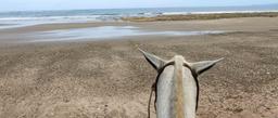 horse ears facing the ocean at ario beach
