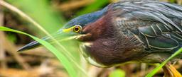 An adult green heron stalks through the grass looking for bugs to use at bait for catching minnows in Tortuguero National Park on September 21, 2013.
