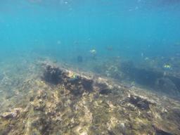 group of moorish idol fish 7