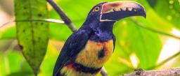 A collared aracari perches in a tree on September 24, 2013.