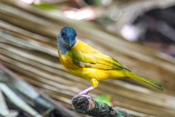 yellow bird getting ready to eat ants