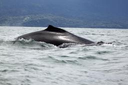 ballena aventura tour whale 7