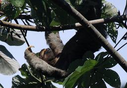 A three toed sloth lumbers across its favorite type of tree, a cecropia, in search of food on June 30, 2013.