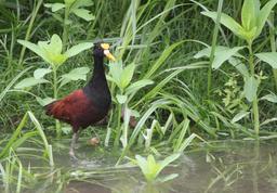 A jacana wades in the river at Cano Negro  on March 9, 2013. The reserve is one of only two nesting places in Costa Rica for this endangered species.