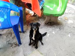 balu restaurant amigo 7