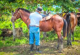 cowboy preparing the horses rancho tropical