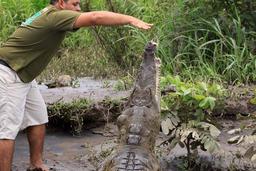 crocodile safari tour feeding 7