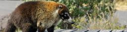 long nosed coati