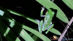 red_eyed tree frog