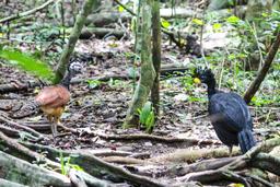 birds walking on the forest floor