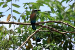 crocodile safari tour motmot 3