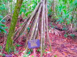 tree with long roots corcovado canopy tour