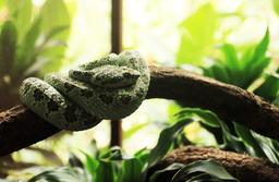 A pit viper coiled on a branch inside a terrarium at the Jaguar Rescue Center on Oct. 9, 2013.